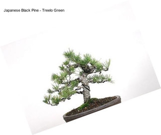 Japanese Black Pine - \