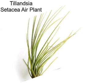 Tillandsia Setacea Air Plant