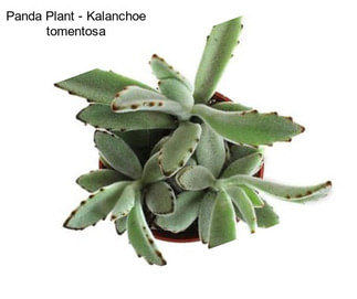 Panda Plant - Kalanchoe tomentosa