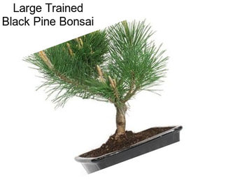 Large Trained Black Pine Bonsai
