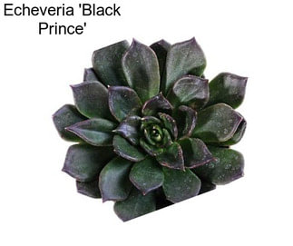 Echeveria \'Black Prince\'