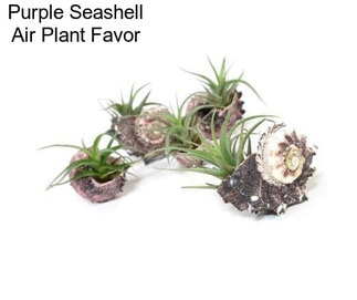 Purple Seashell Air Plant Favor