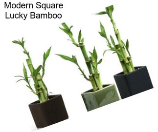 Modern Square Lucky Bamboo
