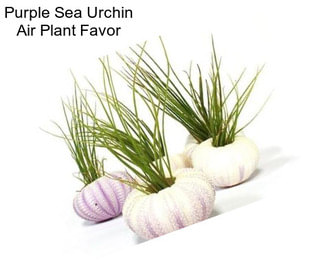 Purple Sea Urchin Air Plant Favor