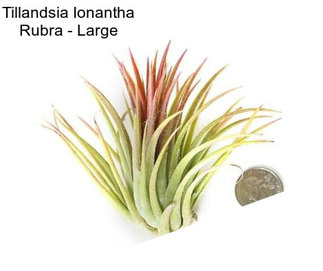 Tillandsia Ionantha Rubra - Large