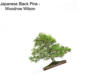 Japanese Black Pine - \