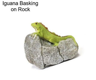 Iguana Basking on Rock