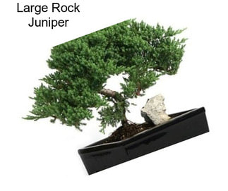 Large Rock Juniper