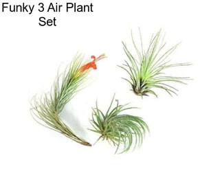 Funky 3 Air Plant Set