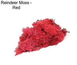 Reindeer Moss - Red
