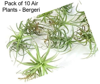 Pack of 10 Air Plants - Bergeri