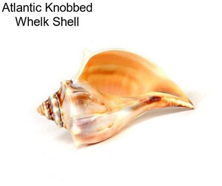 Atlantic Knobbed Whelk Shell