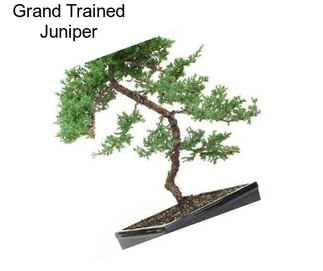 Grand Trained Juniper