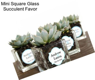 Mini Square Glass Succulent Favor