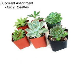 Succulent Assortment - Six 2\