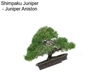 Shimpaku Juniper - \