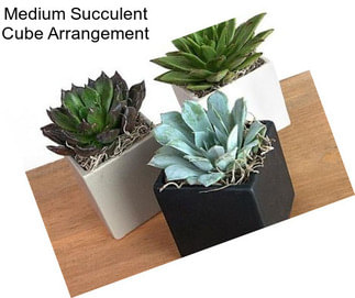 Medium Succulent Cube Arrangement