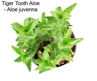 Tiger Tooth Aloe - Aloe juvenna