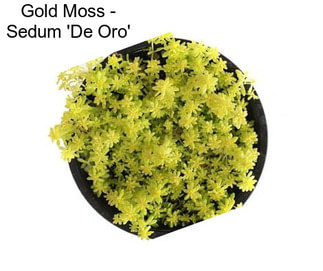 Gold Moss - Sedum \'De Oro\'