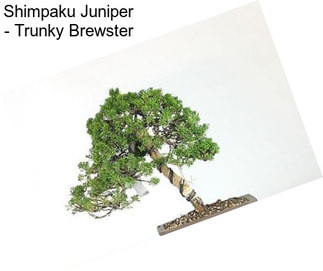 Shimpaku Juniper - \
