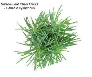 Narrow-Leaf Chalk Sticks - Senecio cylindricus