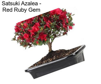 Satsuki Azalea - Red Ruby Gem