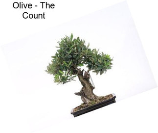 Olive - The Count