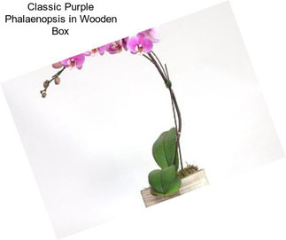 Classic Purple Phalaenopsis in Wooden Box