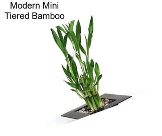 Modern Mini Tiered Bamboo