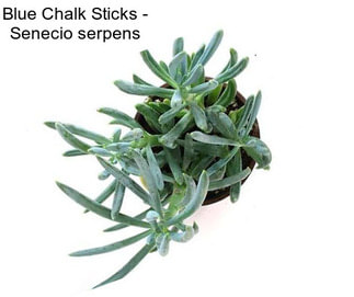 Blue Chalk Sticks - Senecio serpens