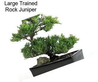 Large Trained Rock Juniper