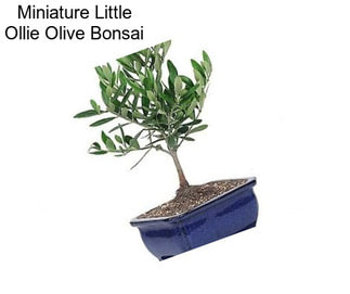 Miniature Little Ollie Olive Bonsai
