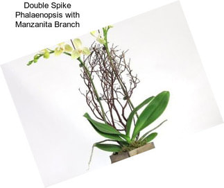 Double Spike Phalaenopsis with Manzanita Branch