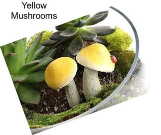 Yellow Mushrooms