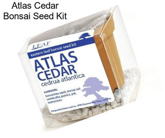 Atlas Cedar Bonsai Seed Kit