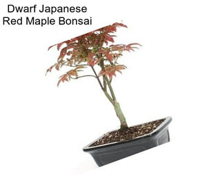 Dwarf Japanese Red Maple Bonsai