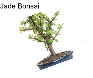 Jade Bonsai