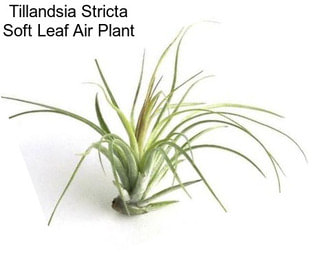 Tillandsia Stricta Soft Leaf Air Plant