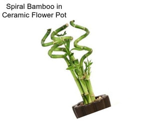 Spiral Bamboo in Ceramic Flower Pot