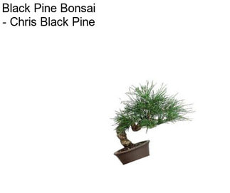 Black Pine Bonsai - Chris \