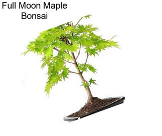 Full Moon Maple Bonsai