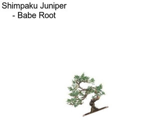 Shimpaku Juniper - \
