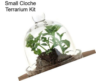 Small Cloche Terrarium Kit