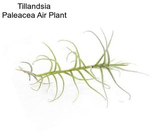 Tillandsia Paleacea Air Plant