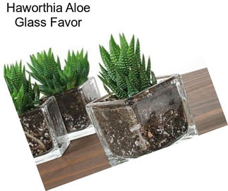 Haworthia Aloe Glass Favor