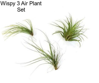 Wispy 3 Air Plant Set