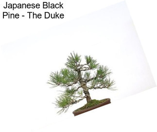Japanese Black Pine - The Duke