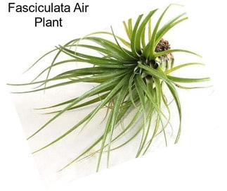 Fasciculata Air Plant
