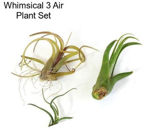 Whimsical 3 Air Plant Set