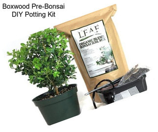 Boxwood Pre-Bonsai DIY Potting Kit